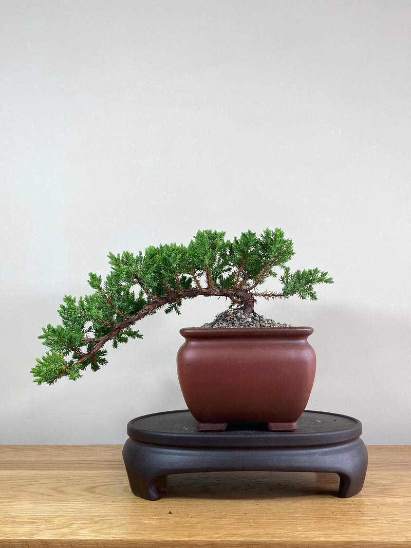JAPANESE JUNIPER (JP02022) - MiniGardens NZ