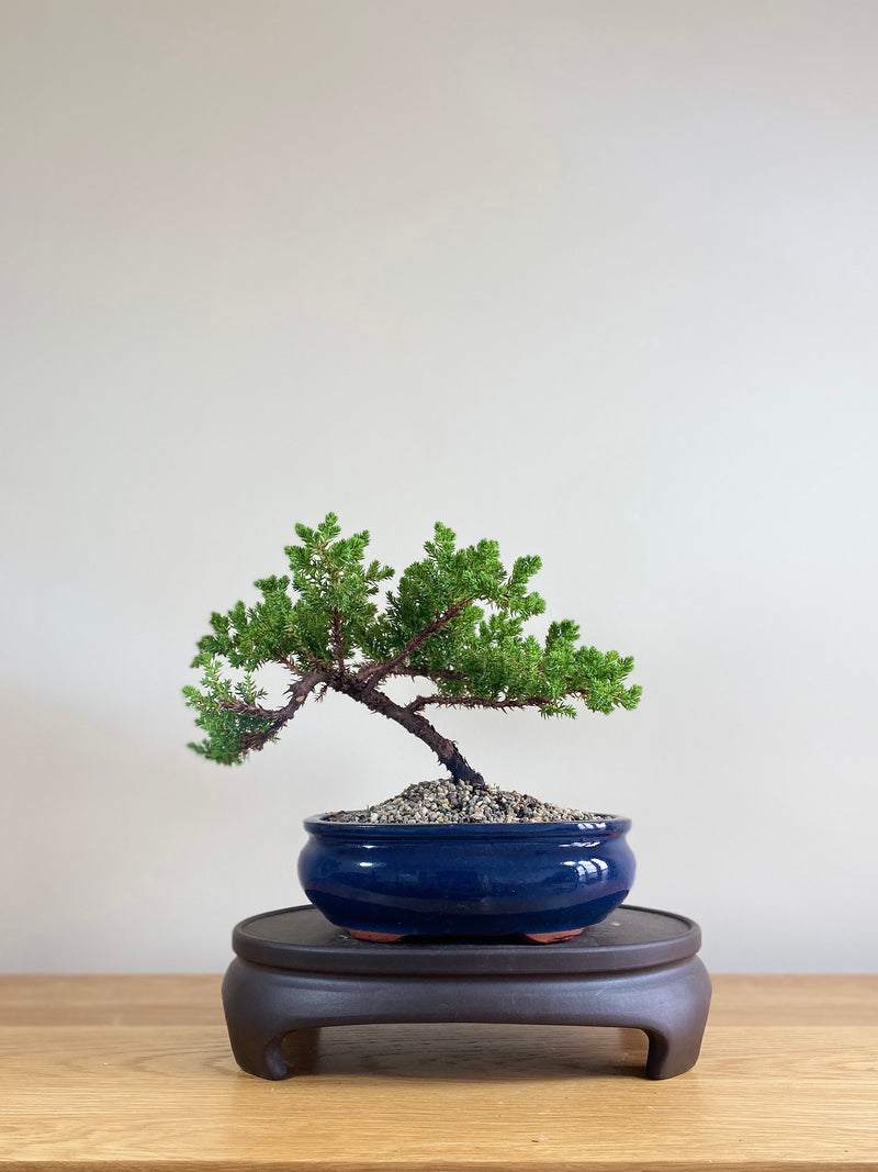 JAPANESE JUNIPER (JP03001) - MiniGardens NZ
