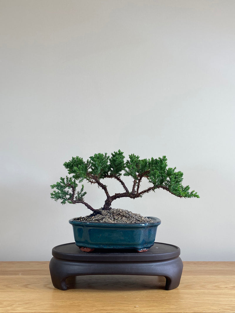 JAPANESE JUNIPER (JP03002) - MiniGardens NZ