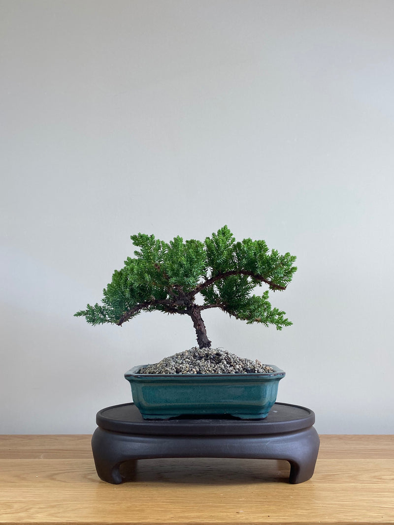 JAPANESE JUNIPER (JP03004) - MiniGardens NZ
