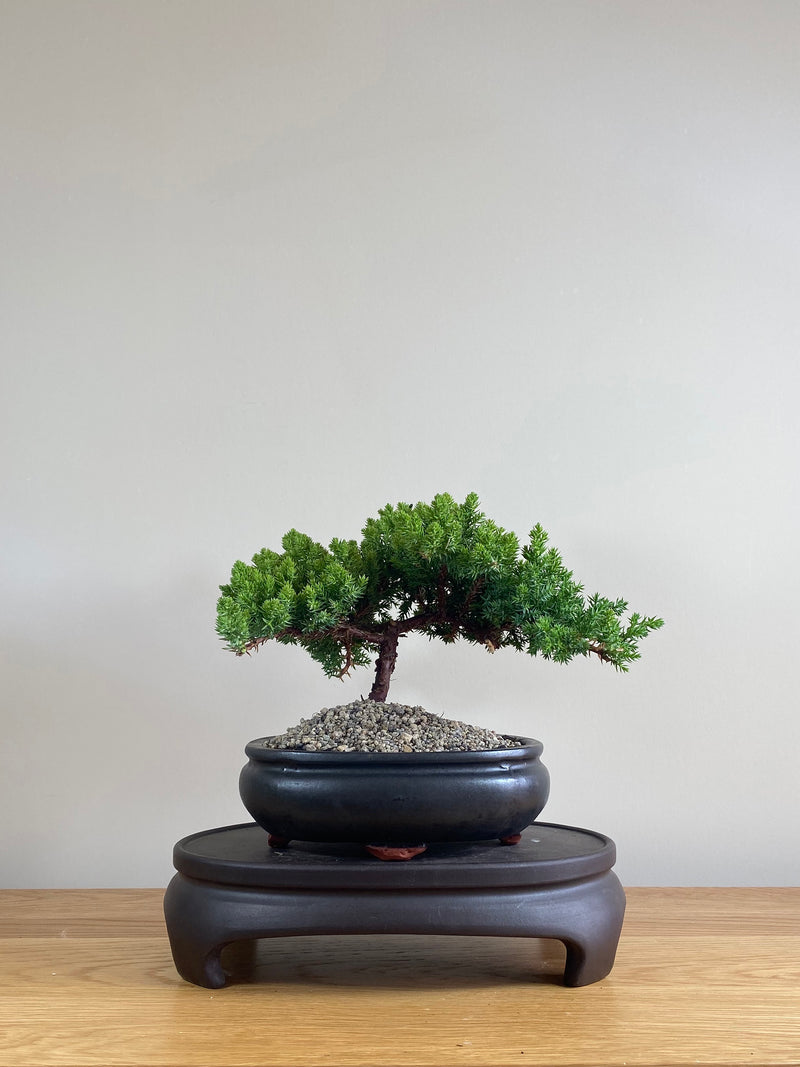 JAPANESE JUNIPER (JP03005) - MiniGardens NZ