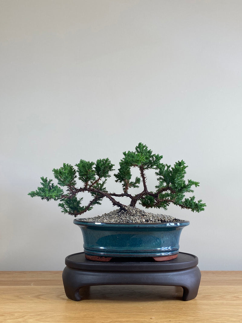 JAPANESE JUNIPER (JP03008) - MiniGardens NZ