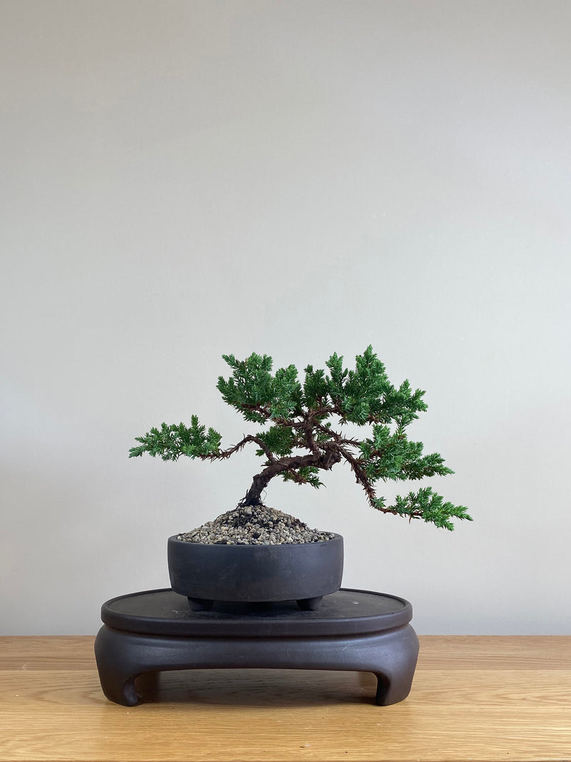 JAPANESE JUNIPER (JP03009) - MiniGardens NZ