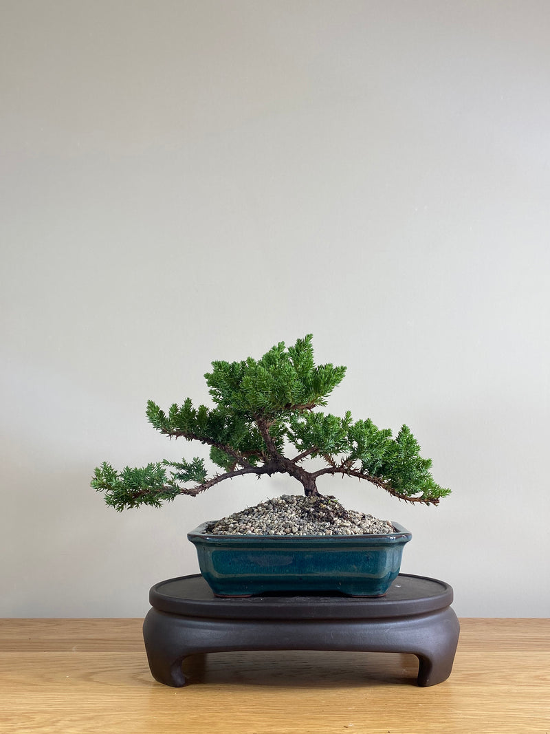 JAPANESE JUNIPER (JP03010) - MiniGardens NZ