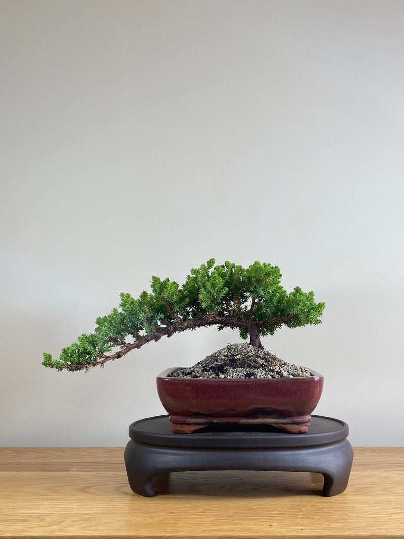 JAPANESE JUNIPER (JP03011) - MiniGardens NZ