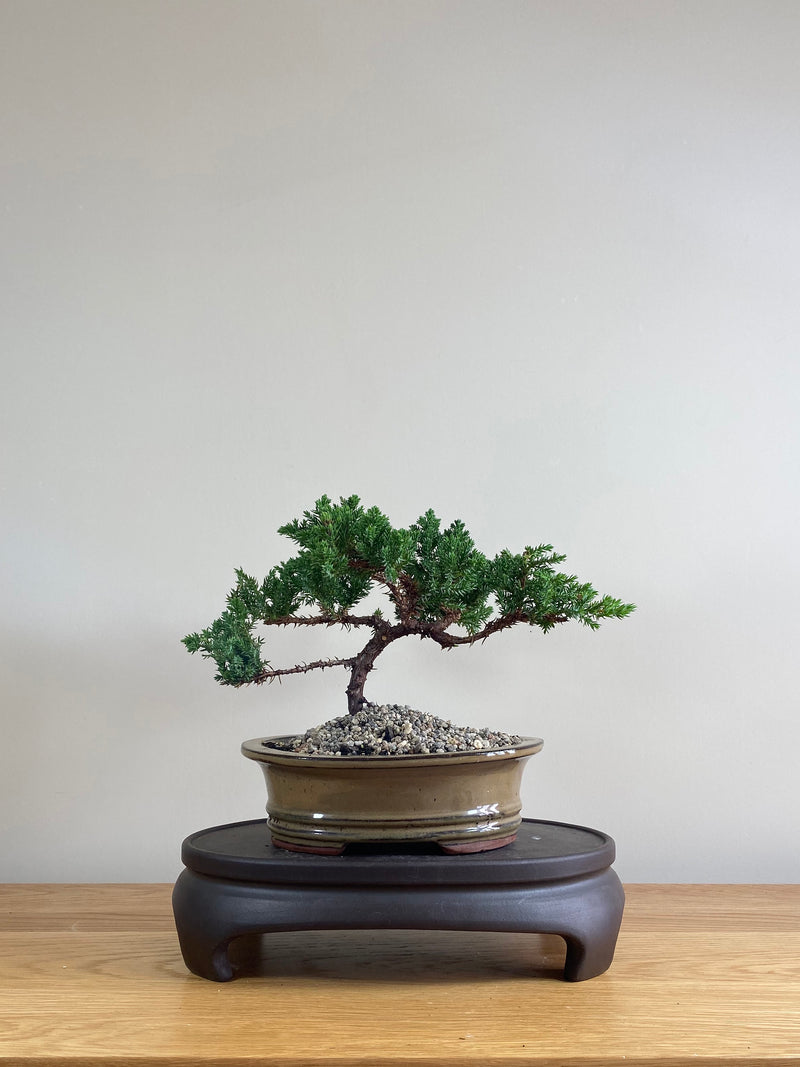 JAPANESE JUNIPER (JP03012) - MiniGardens NZ