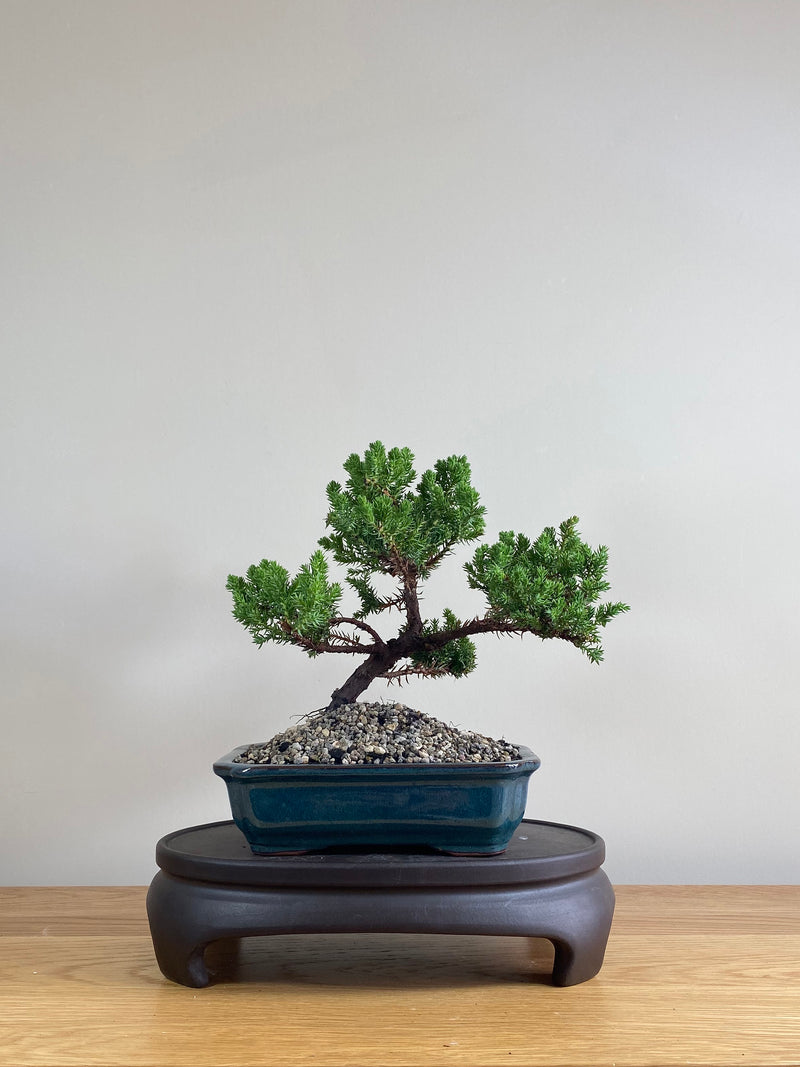 JAPANESE JUNIPER (JP03013) - MiniGardens NZ