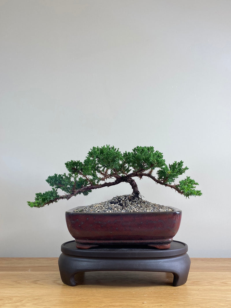JAPANESE JUNIPER (JP03014) - MiniGardens NZ