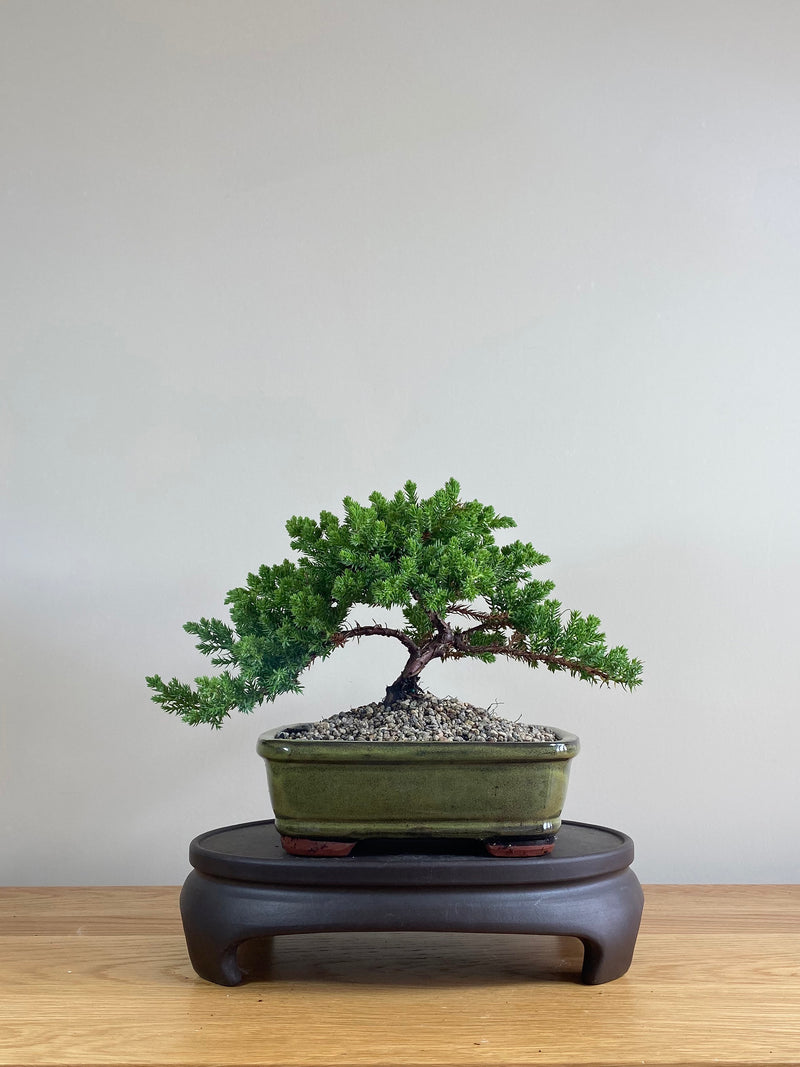 JAPANESE JUNIPER (JP03015) - MiniGardens NZ