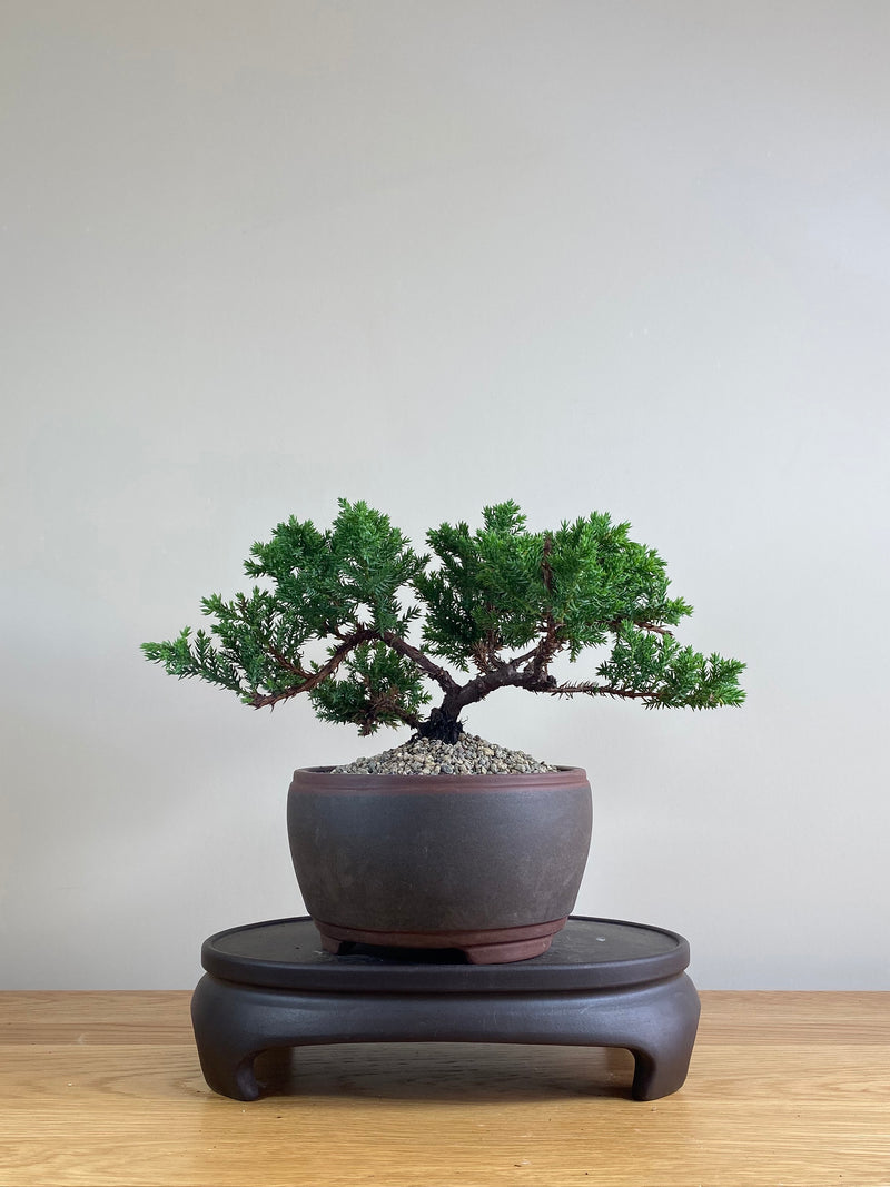 JAPANESE JUNIPER (JP03017) - MiniGardens NZ