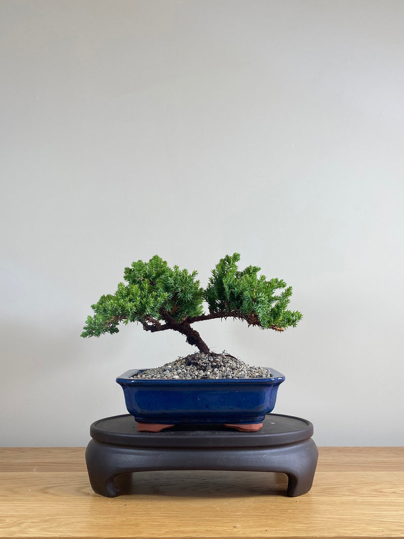 JAPANESE JUNIPER (JP03019) - MiniGardens NZ
