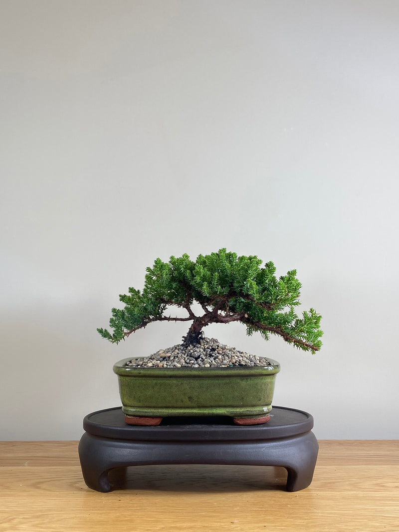 JAPANESE JUNIPER (JP03021) - MiniGardens NZ