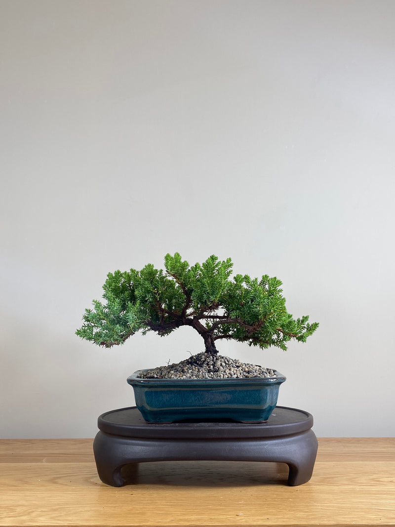 JAPANESE JUNIPER (JP03022) - MiniGardens NZ