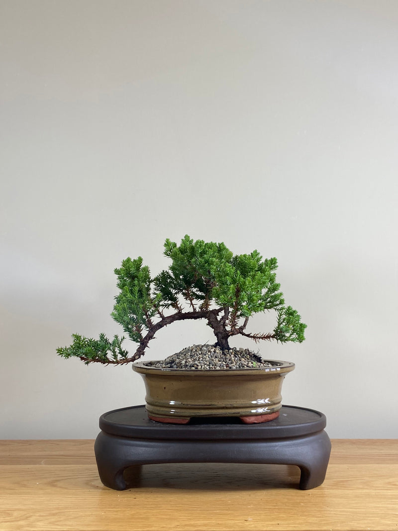 JAPANESE JUNIPER (JP03023) - MiniGardens NZ