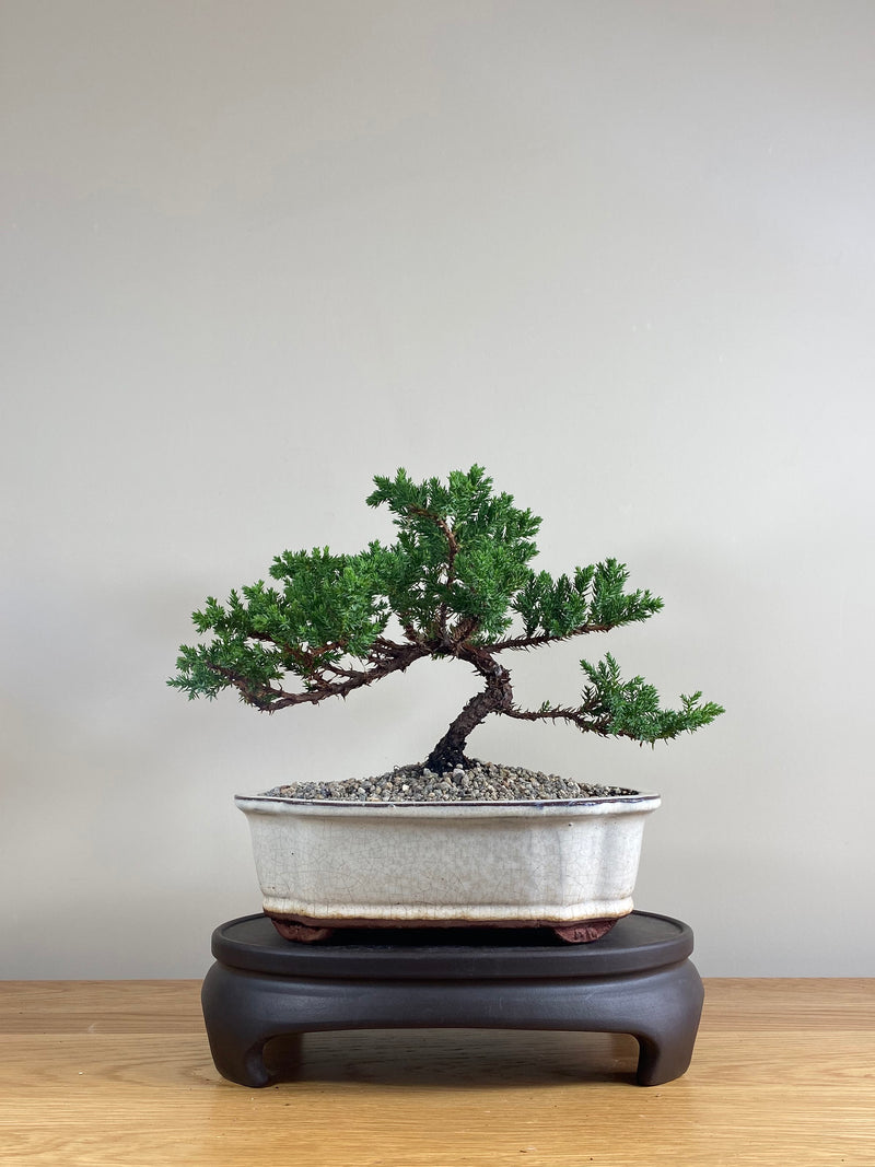 JAPANESE JUNIPER (JP03024) - MiniGardens NZ