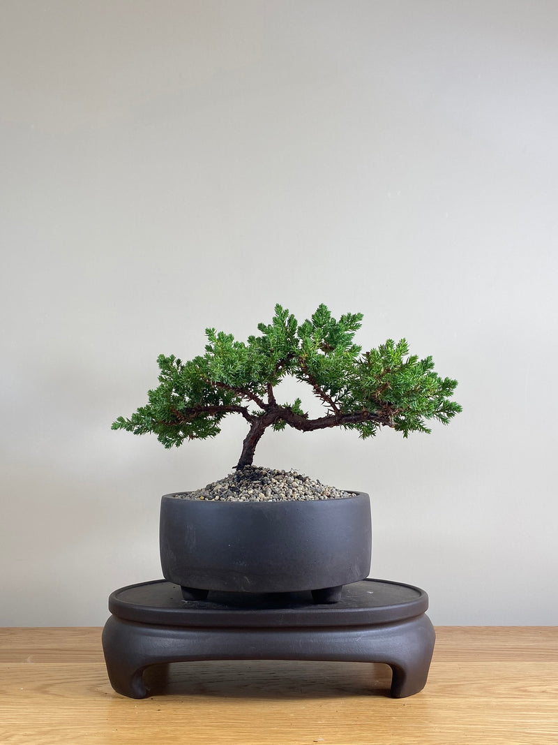JAPANESE JUNIPER (JP03025) - MiniGardens NZ