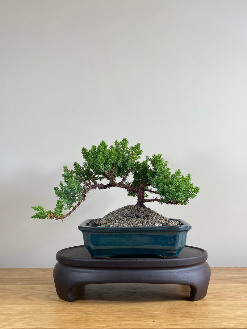 JAPANESE JUNIPER (JP03026) - MiniGardens NZ
