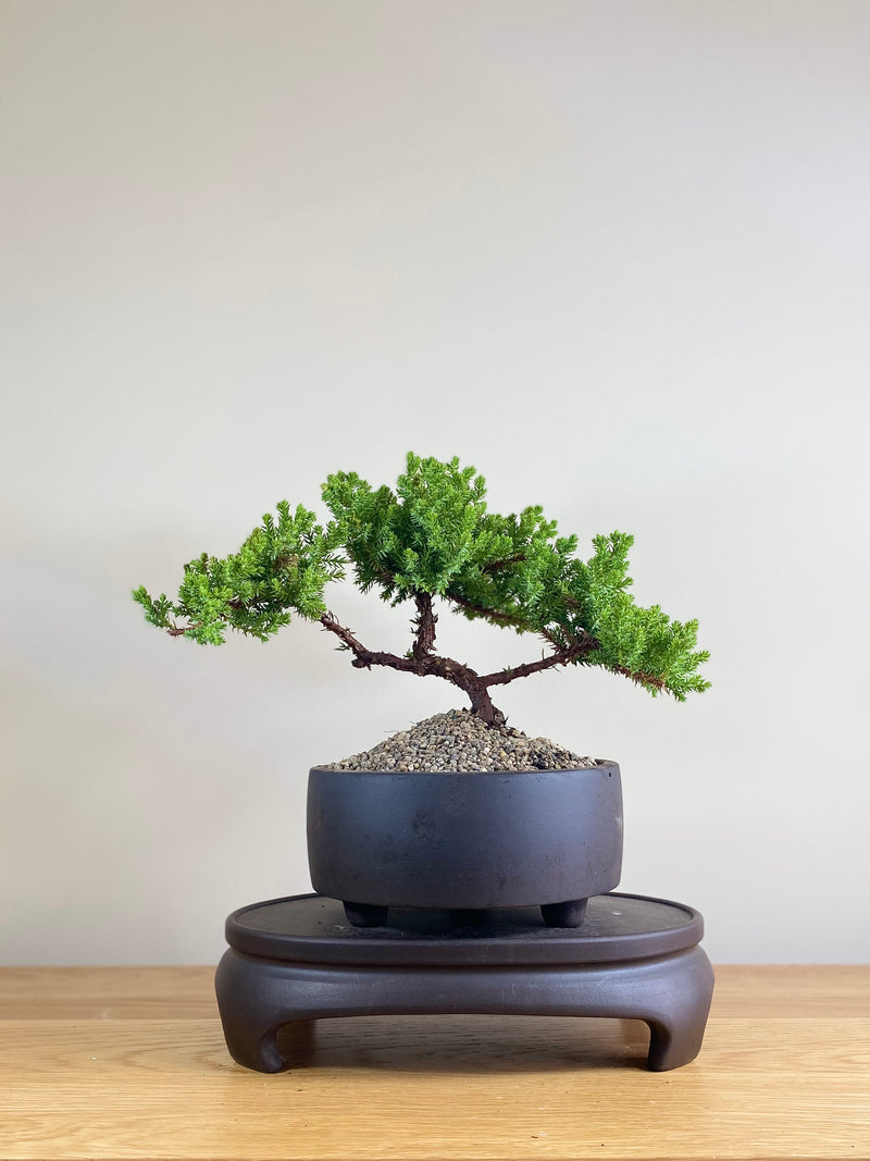 JAPANESE JUNIPER (JP03027) - MiniGardens NZ