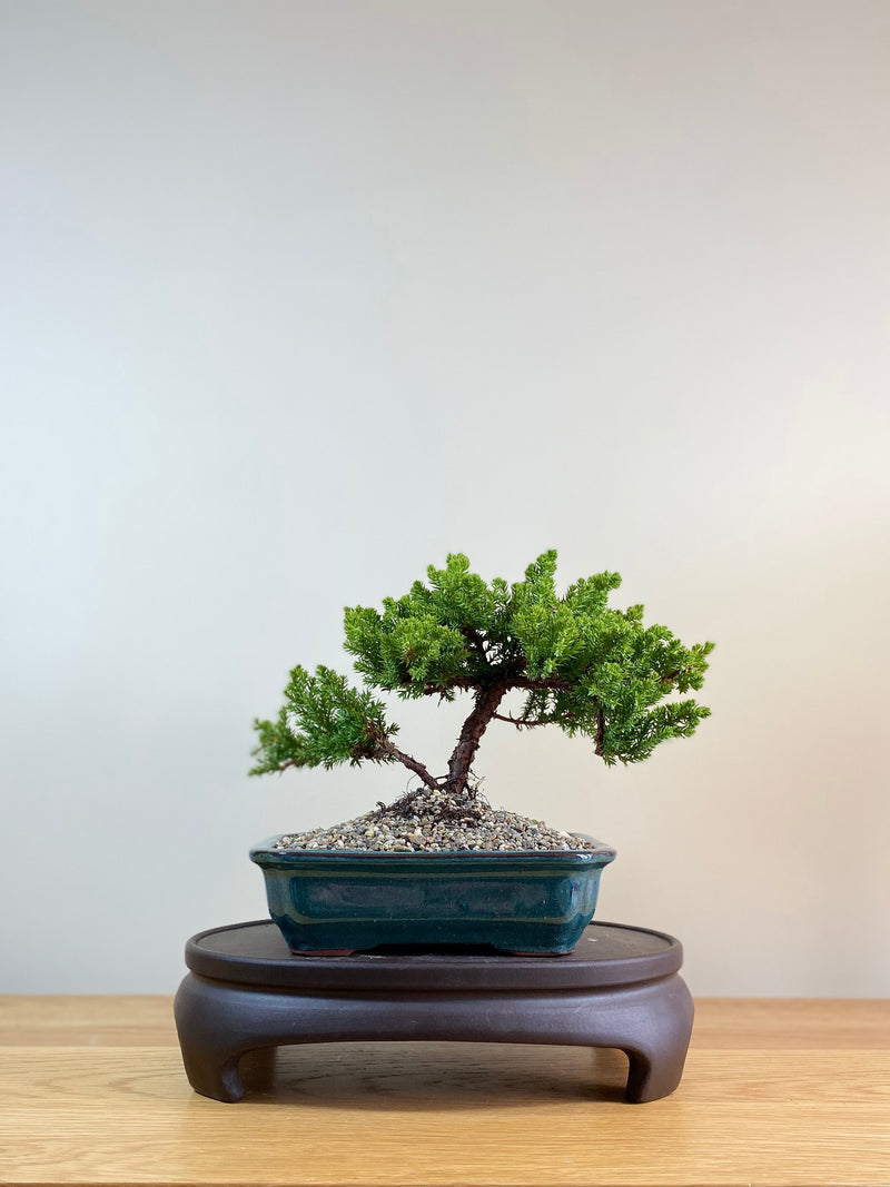 JAPANESE JUNIPER (JP03029) - MiniGardens NZ