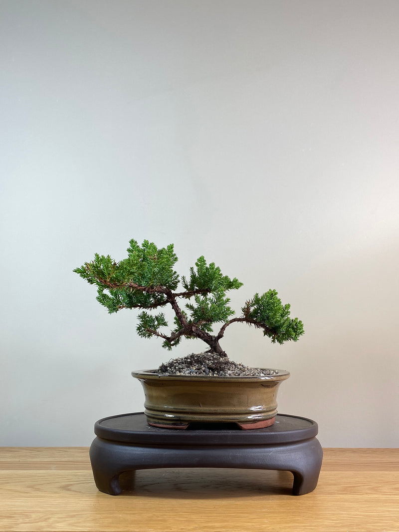 JAPANESE JUNIPER (JP03030) - MiniGardens NZ