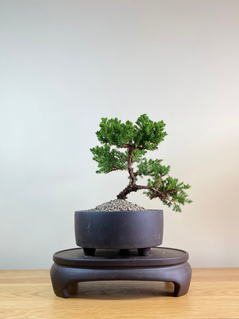 JAPANESE JUNIPER (JP03031) - MiniGardens NZ