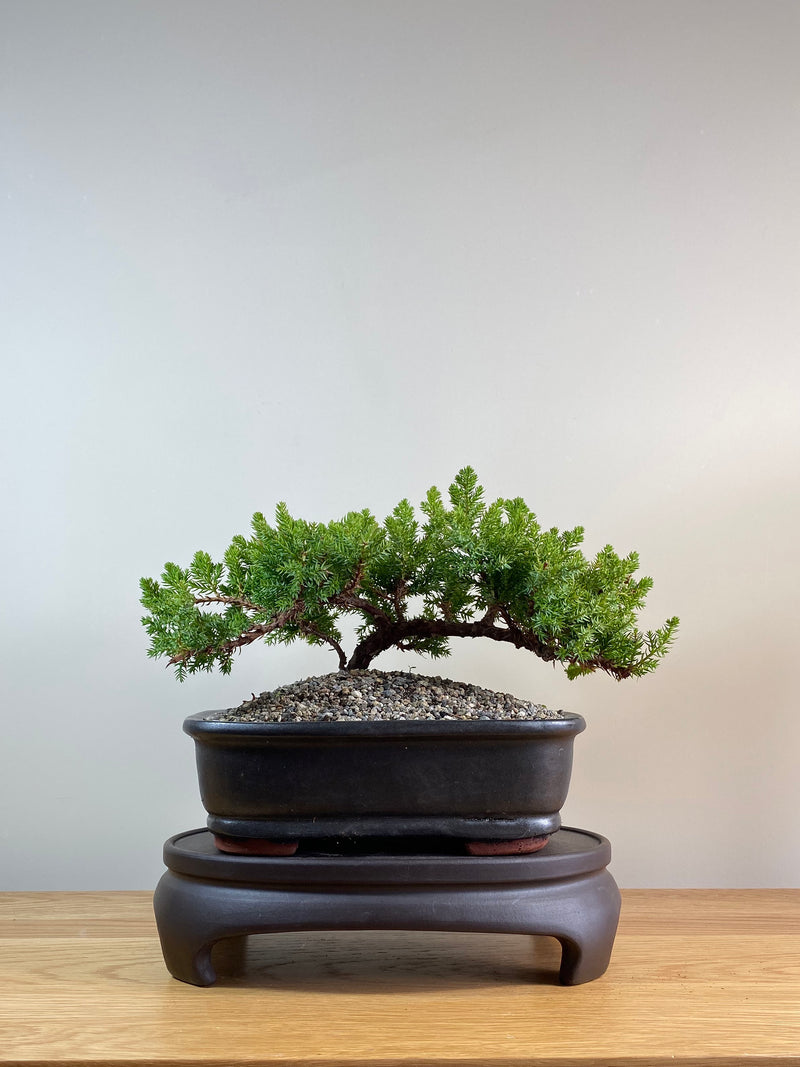 JAPANESE JUNIPER (JP03033) - MiniGardens NZ