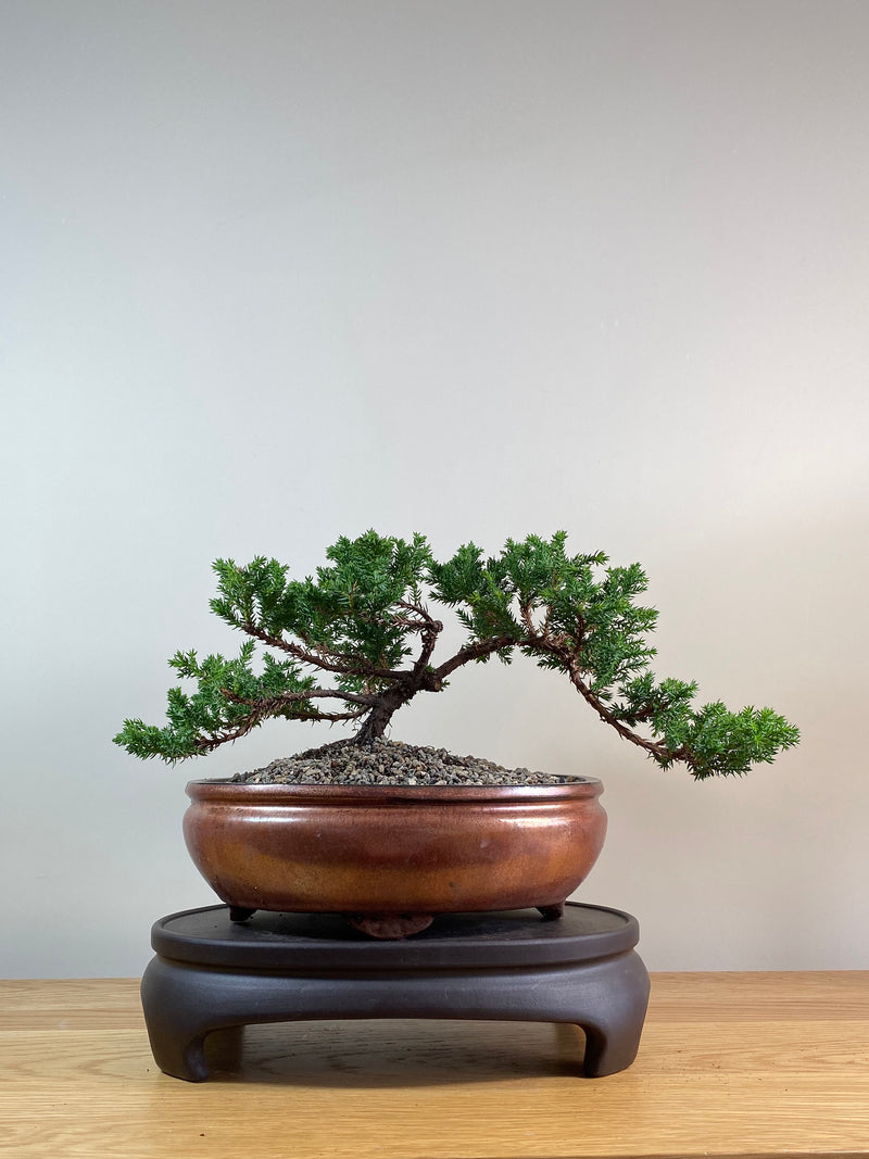 JAPANESE JUNIPER (JP03035) - MiniGardens NZ