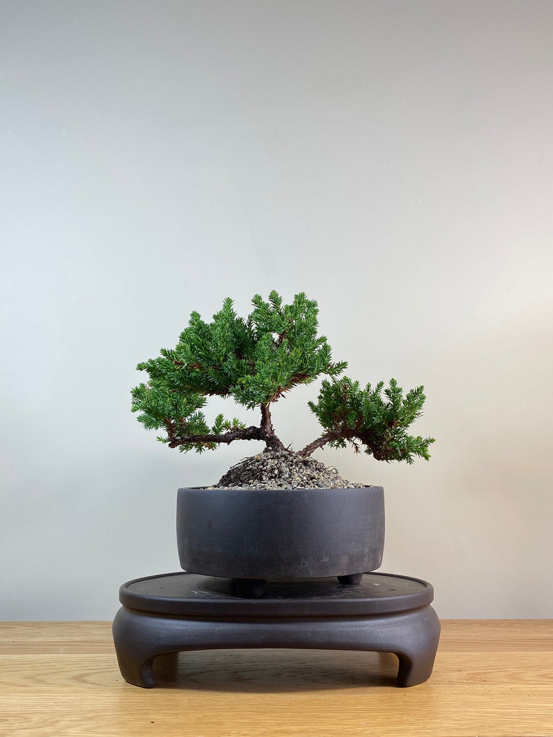 JAPANESE JUNIPER (JP03036) - MiniGardens NZ