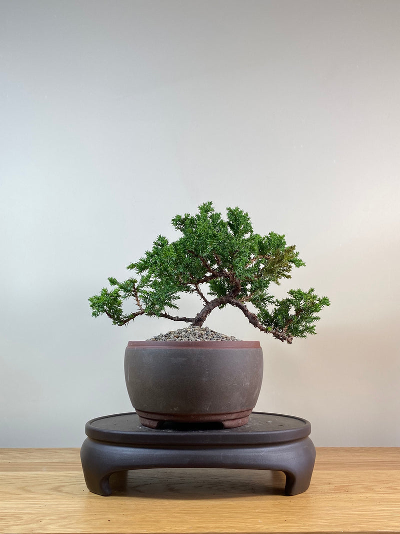 JAPANESE JUNIPER (JP03037) - MiniGardens NZ