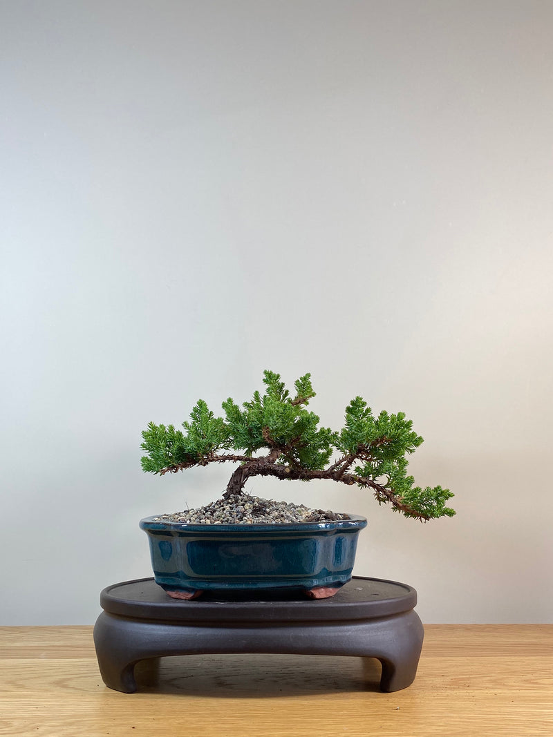 JAPANESE JUNIPER (JP03039) - MiniGardens NZ