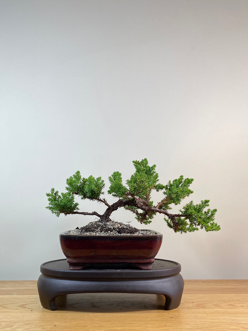 JAPANESE JUNIPER (JP03041) - MiniGardens NZ