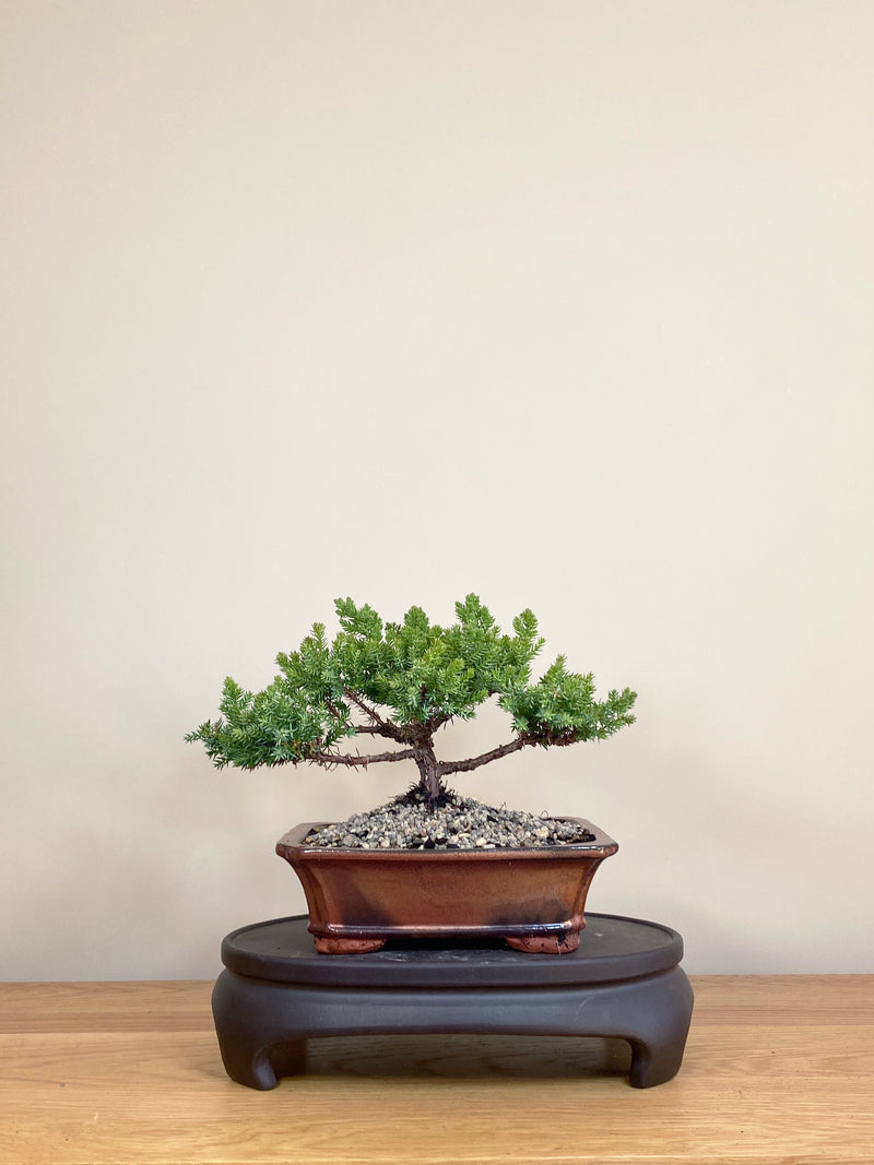 JAPANESE JUNIPER (JP04001) - MiniGardens NZ