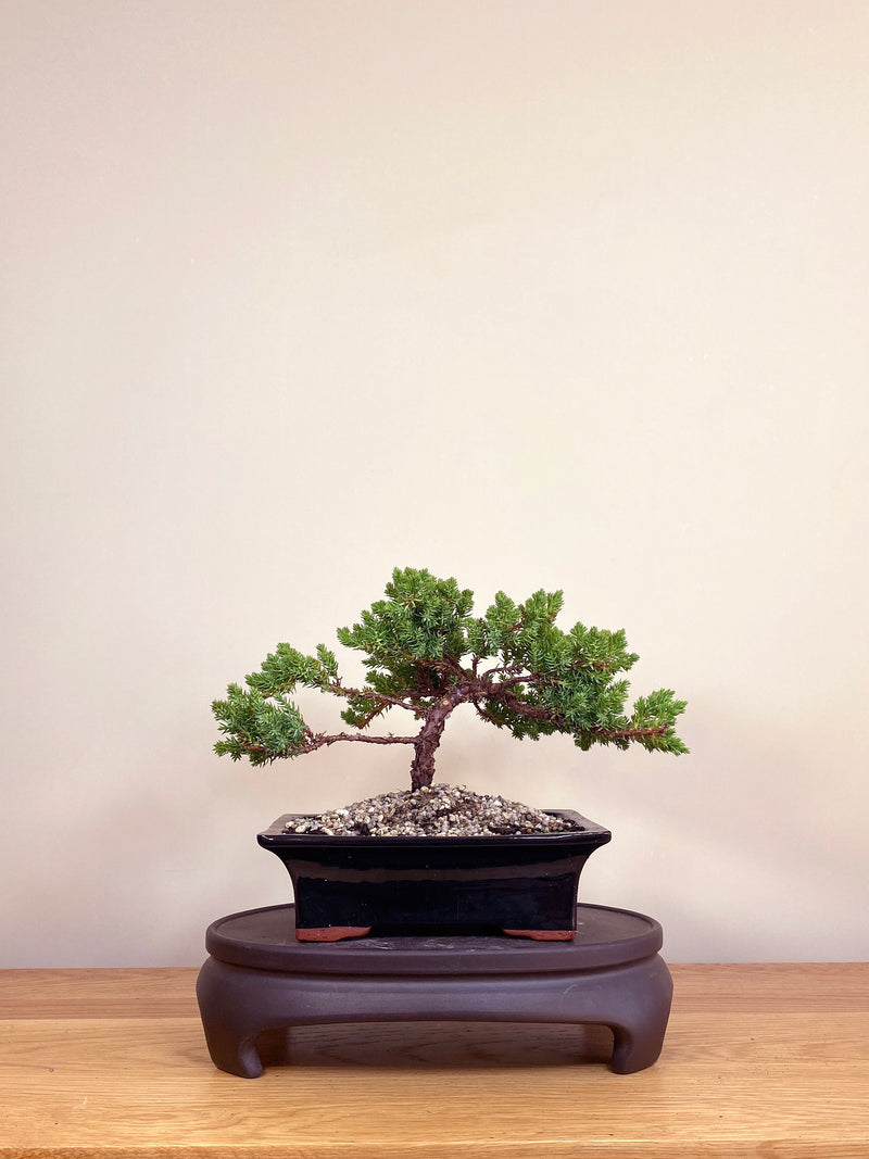 JAPANESE JUNIPER (JP04002) - MiniGardens NZ