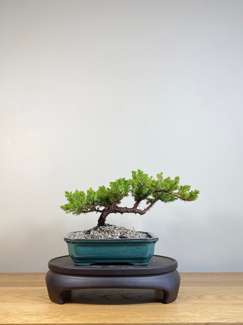 JAPANESE JUNIPER (JP04004) - MiniGardens NZ