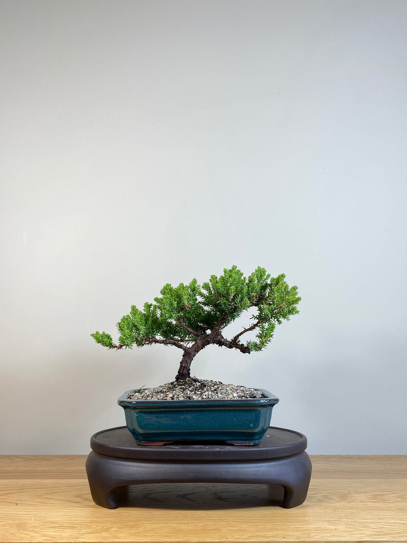 JAPANESE JUNIPER (JP04005) - MiniGardens NZ