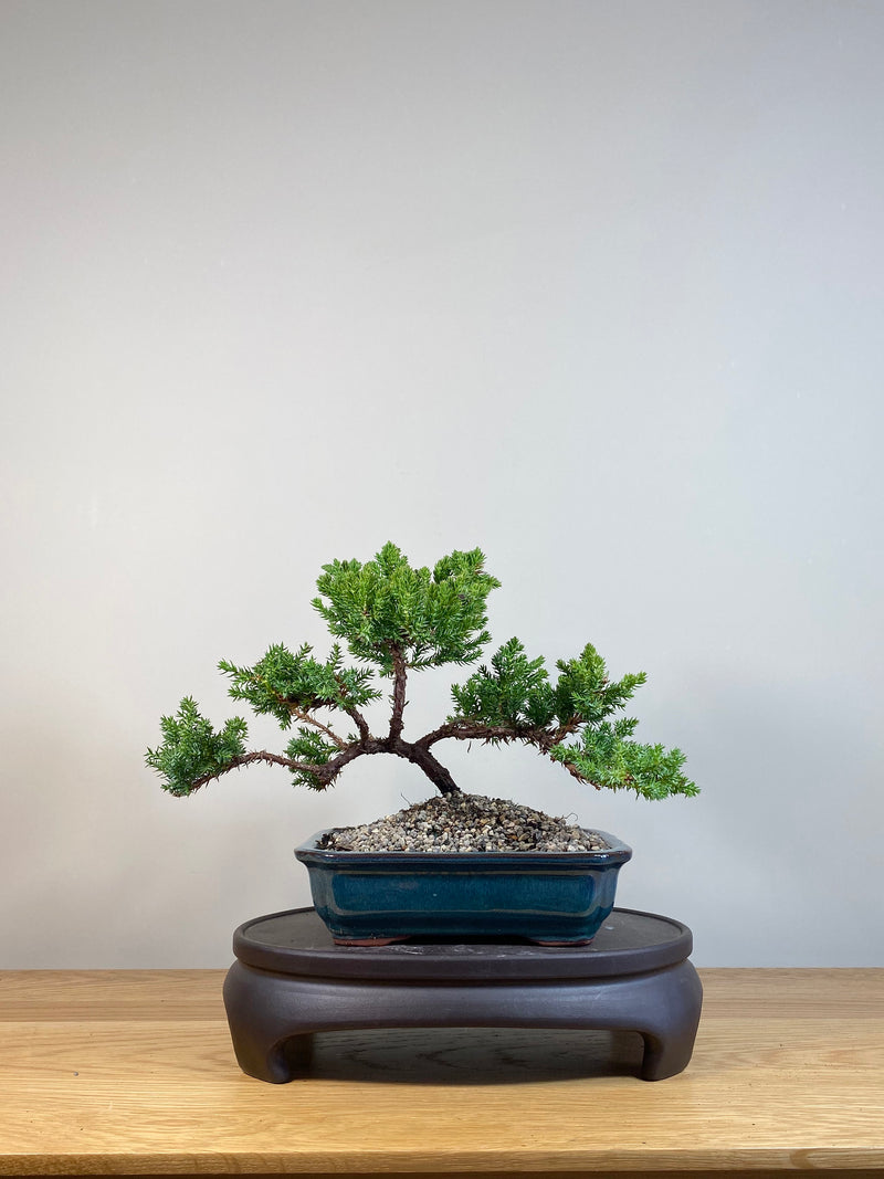 JAPANESE JUNIPER (JP04006) - MiniGardens NZ