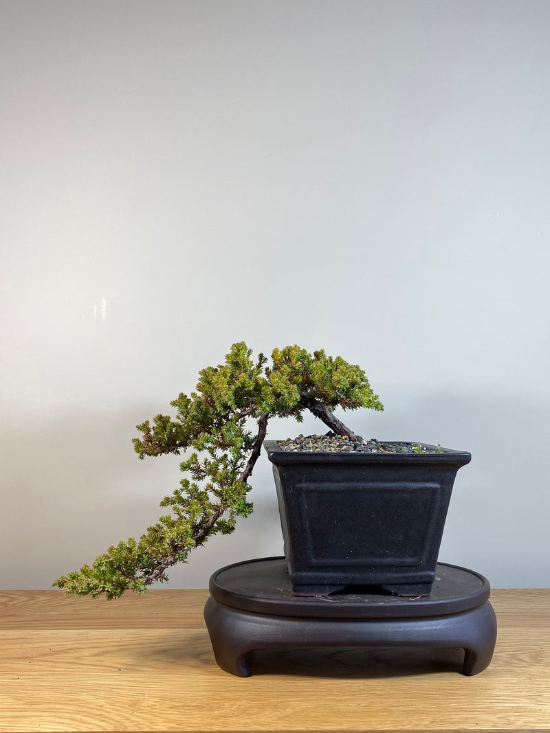 JAPANESE JUNIPER (JP04008) - MiniGardens NZ