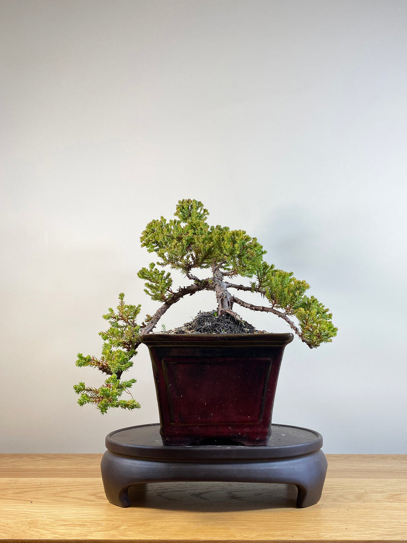 JAPANESE JUNIPER (JP04010) - MiniGardens NZ