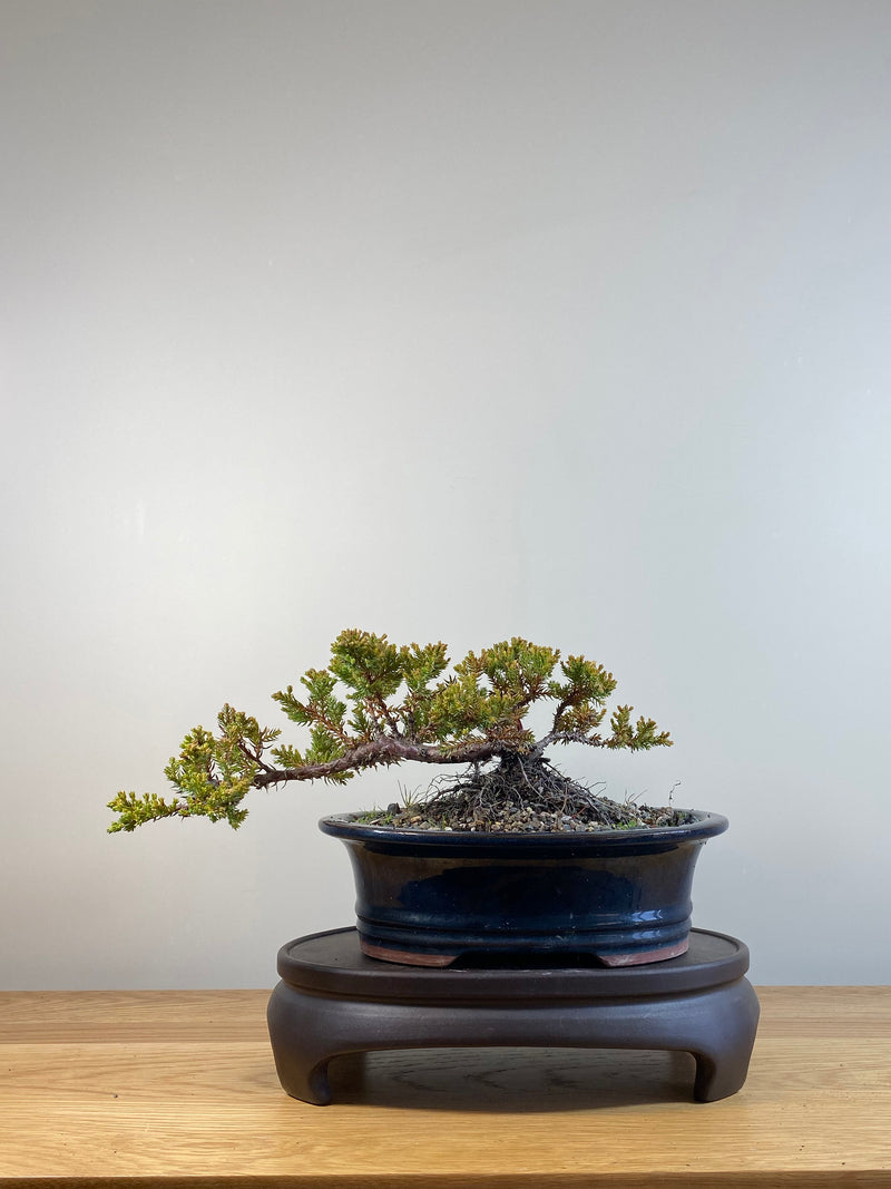 JAPANESE JUNIPER (JP04011) - MiniGardens NZ