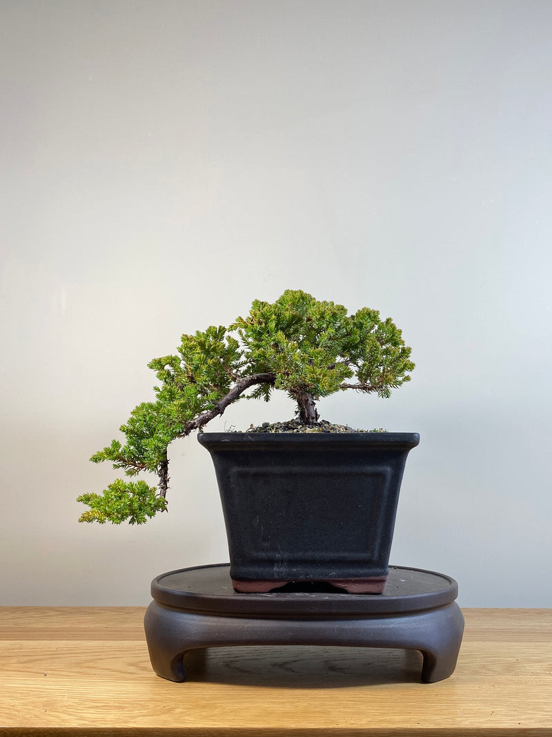 JAPANESE JUNIPER (JP04012) - MiniGardens NZ