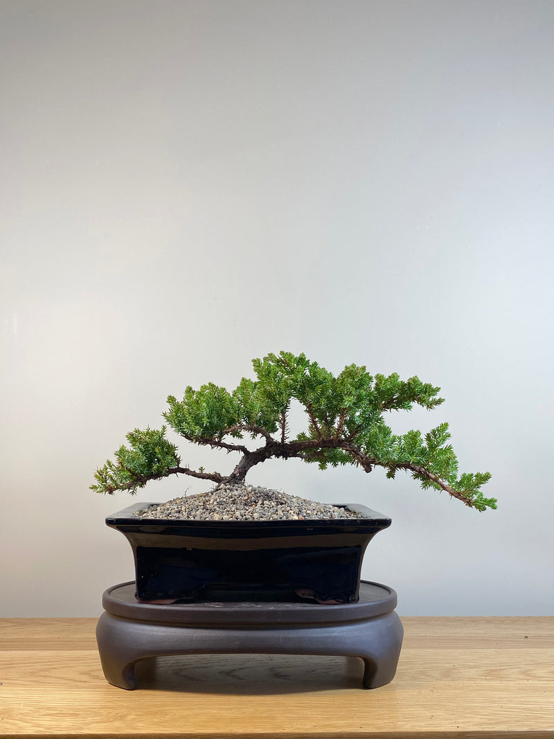 JAPANESE JUNIPER (JP04013) - MiniGardens NZ