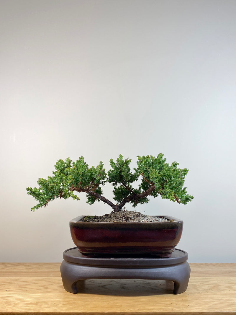 JAPANESE JUNIPER (JP04014) - MiniGardens NZ