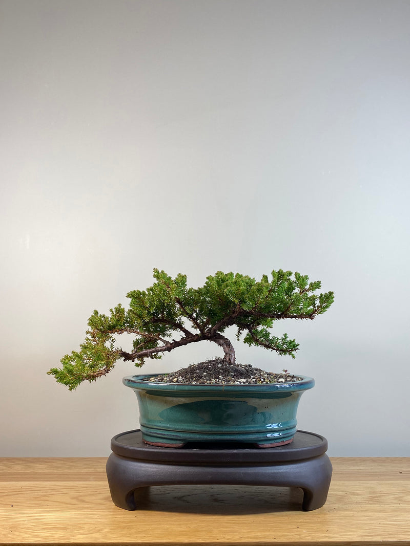 JAPANESE JUNIPER (JP04015) - MiniGardens NZ