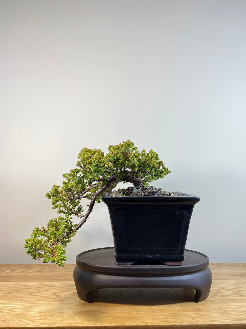 JAPANESE JUNIPER (JP04018) - MiniGardens NZ