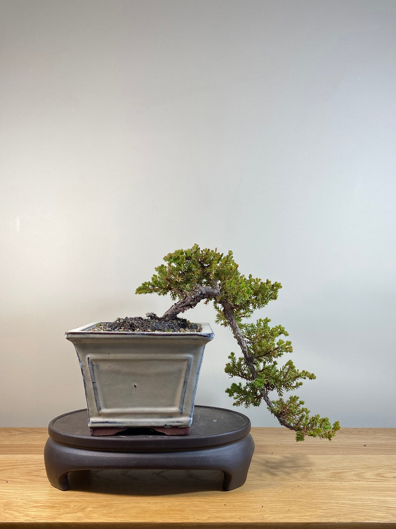 JAPANESE JUNIPER (JP04019) - MiniGardens NZ