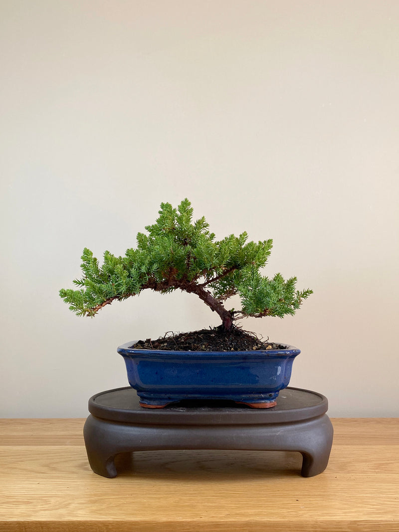 JAPANESE JUNIPER (JP05001) - MiniGardens NZ