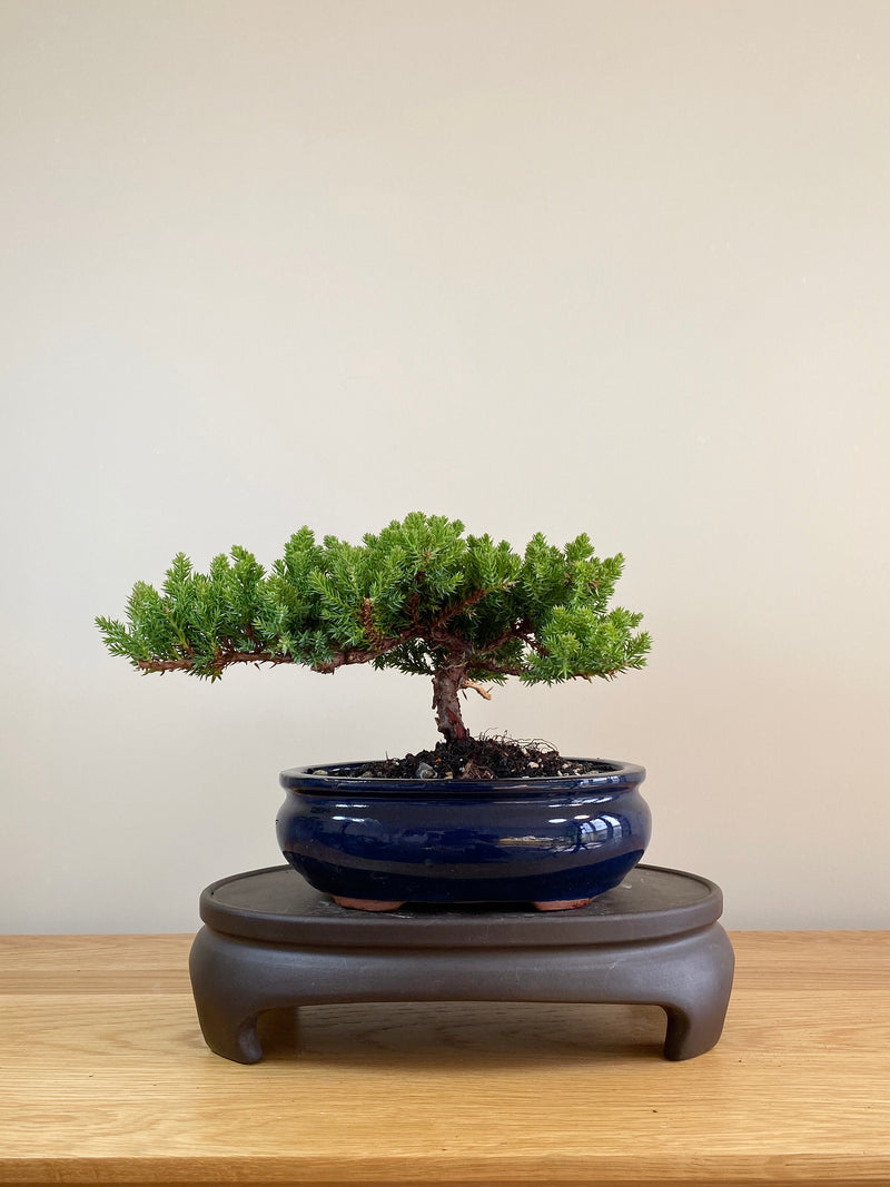 JAPANESE JUNIPER (JP05002) - MiniGardens NZ