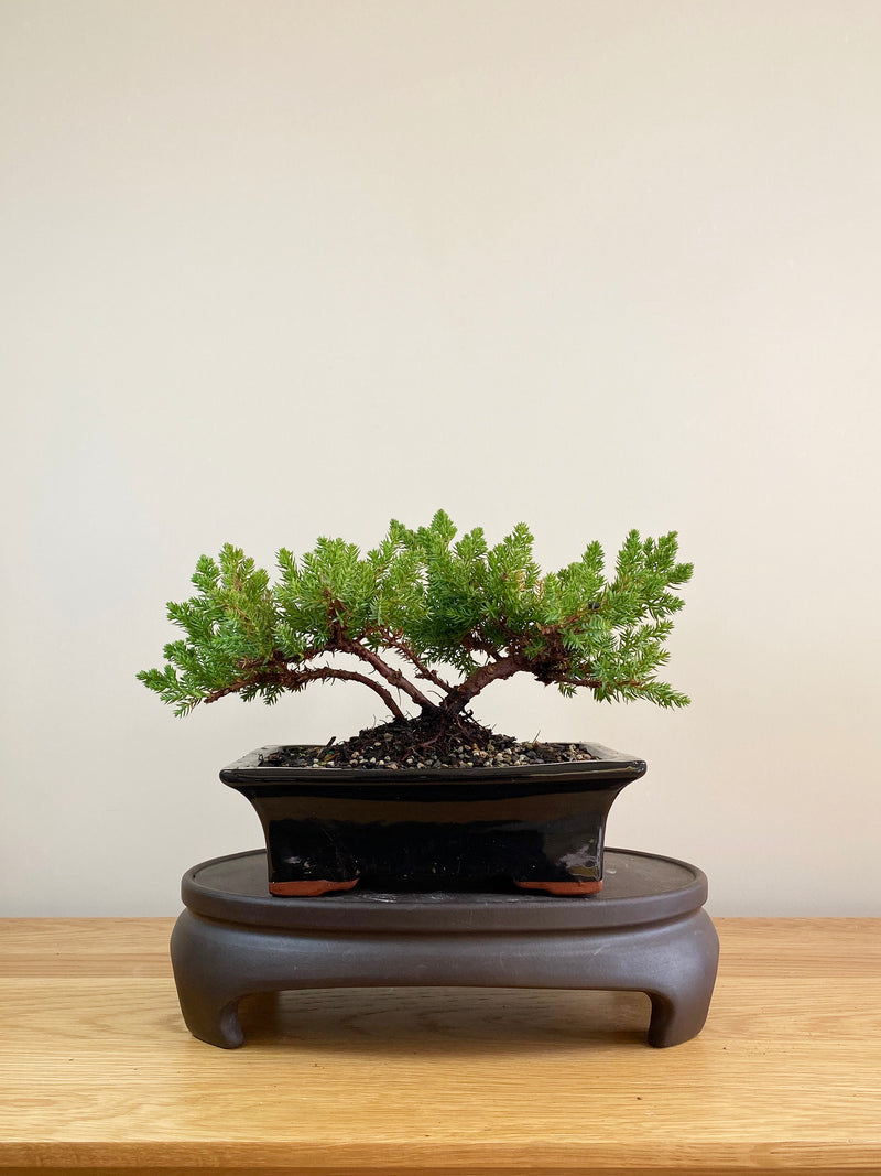 JAPANESE JUNIPER (JP05003) - MiniGardens NZ