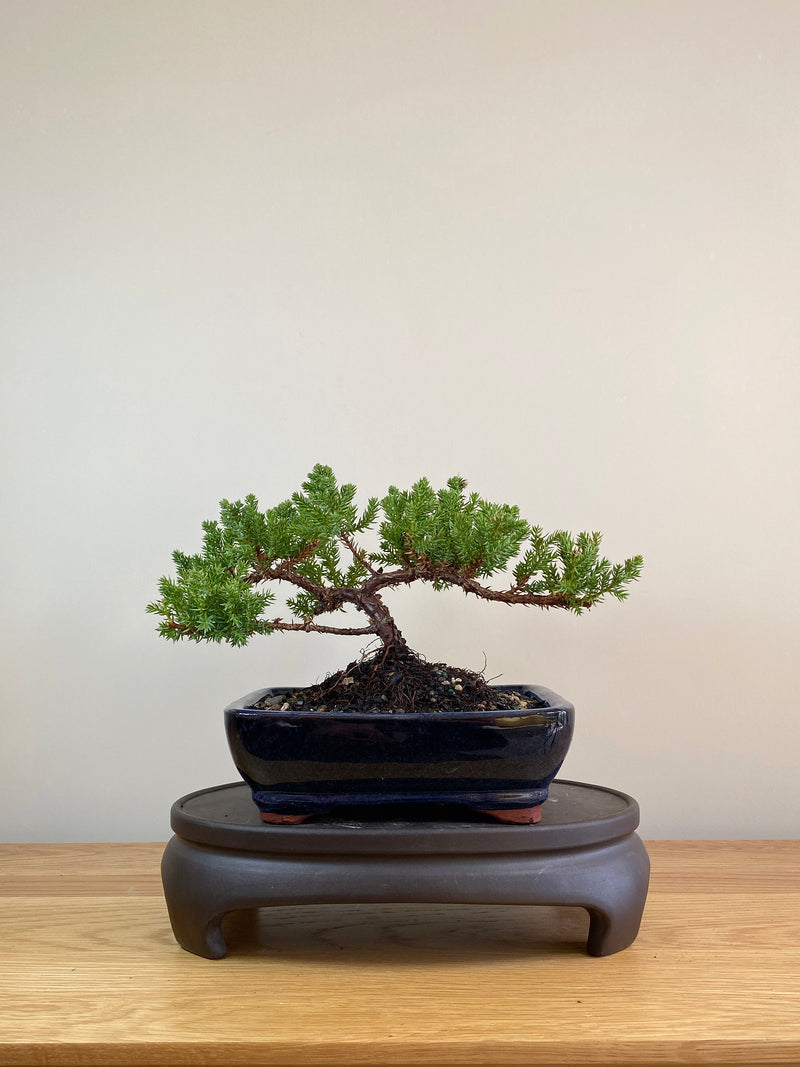 JAPANESE JUNIPER (JP05005) - MiniGardens NZ
