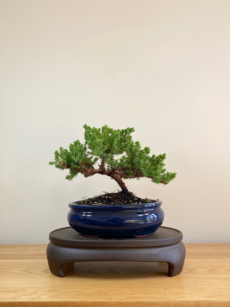JAPANESE JUNIPER (JP05006) - MiniGardens NZ